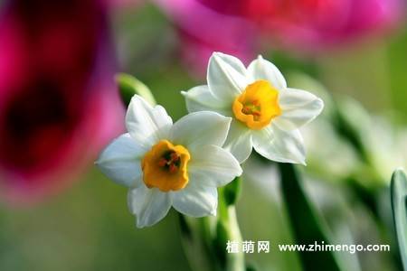18张水仙花卉图片