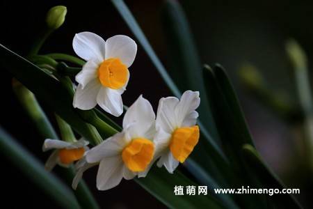 18张水仙花卉图片