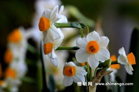 18张水仙花卉图片
