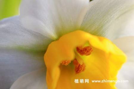18张水仙花卉图片