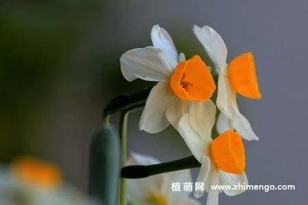 18张水仙花卉图片