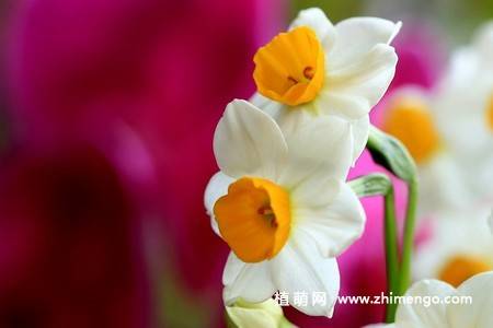 18张水仙花卉图片