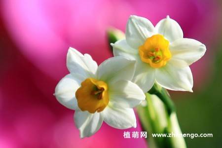 18张水仙花卉图片