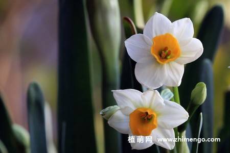 18张水仙花卉图片