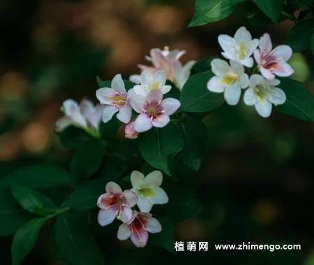 锦带花图片