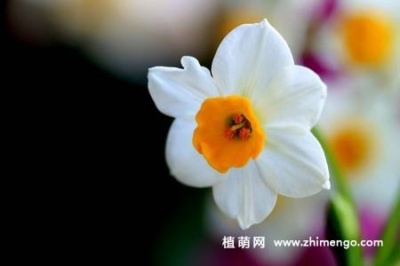 18张水仙花卉图片