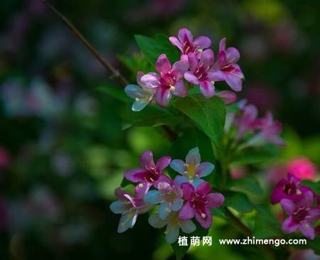 锦带花图片