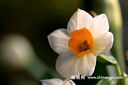 18张水仙花卉图片