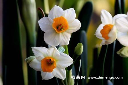 18张水仙花卉图片