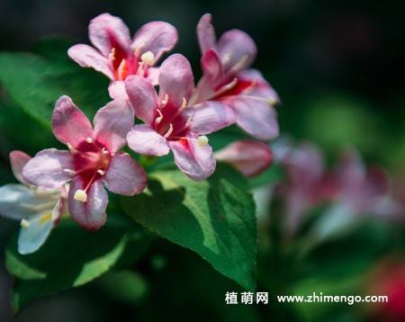 锦带花图片