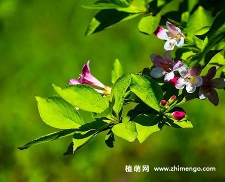 锦带花图片