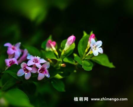锦带花图片