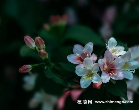 锦带花图片