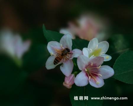 锦带花图片