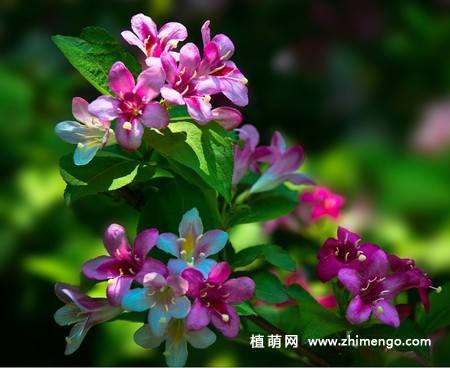 锦带花图片