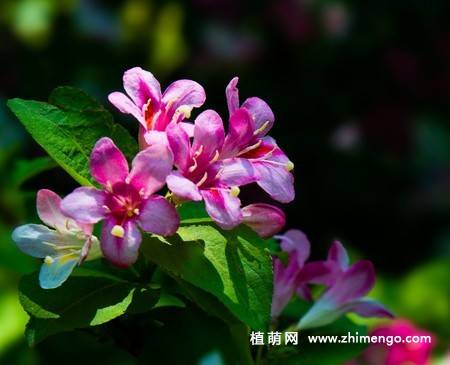 锦带花图片
