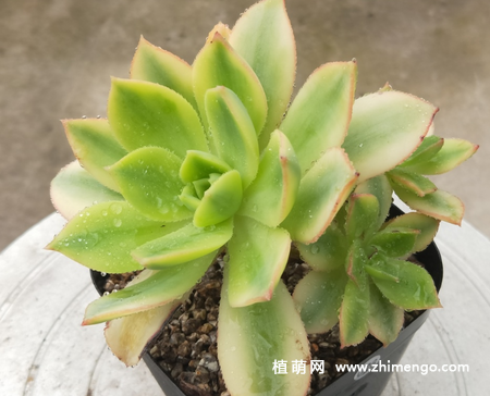 多肉植物星爆图片