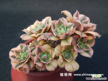 多肉植物星爆图片