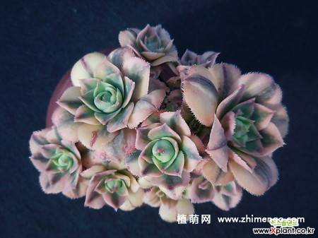 多肉植物星爆图片