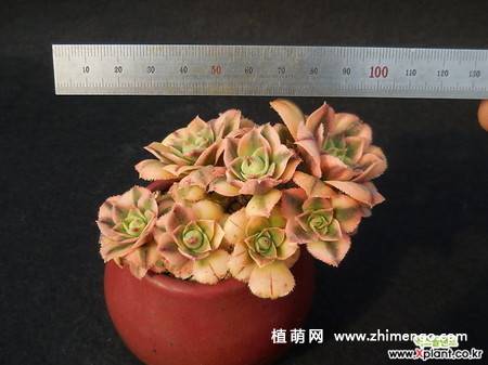 多肉植物星爆图片