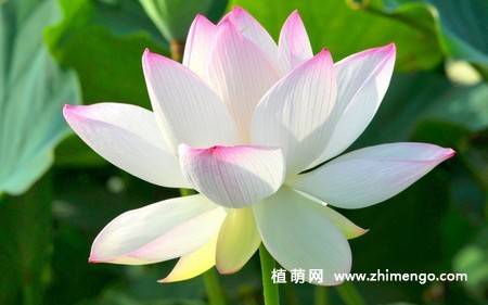 23张白莲花图片