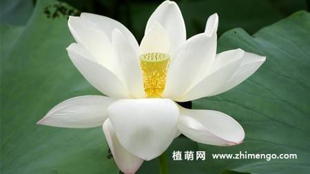 23张白莲花图片