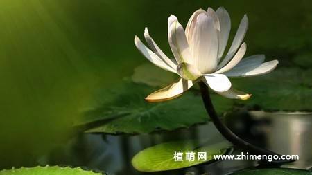 23张白莲花图片