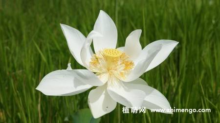 23张白莲花图片