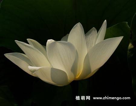 23张白莲花图片