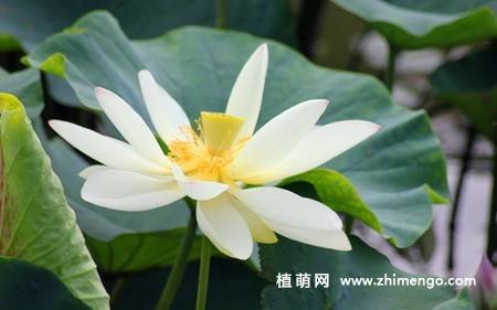23张白莲花图片