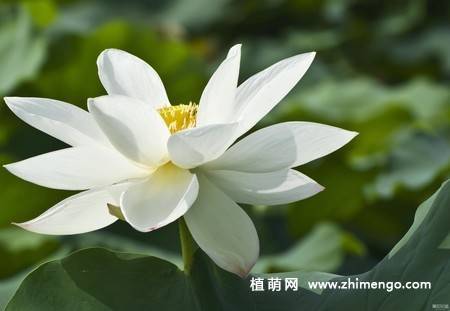 23张白莲花图片