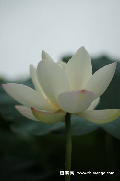 23张白莲花图片
