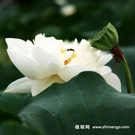 23张白莲花图片