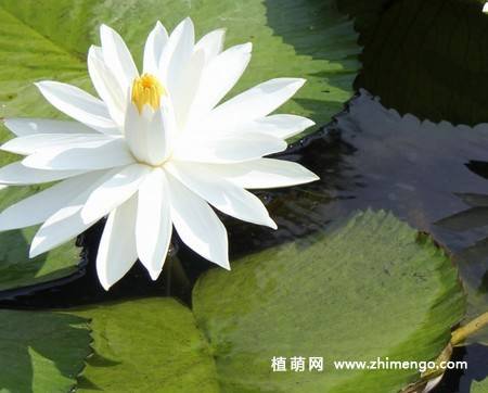 23张白莲花图片
