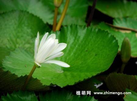 23张白莲花图片