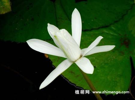 23张白莲花图片