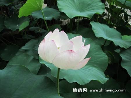 23张白莲花图片