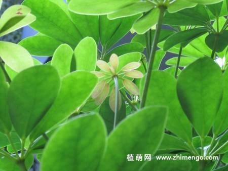鹅掌柴植物图片