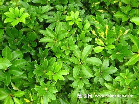 鹅掌柴植物图片
