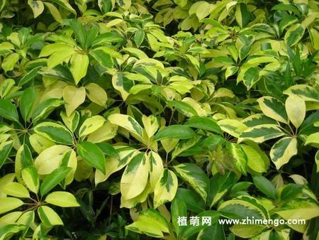 鹅掌柴植物图片