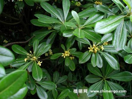 鹅掌柴植物图片