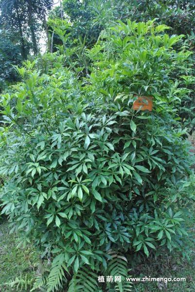 鹅掌柴植物图片