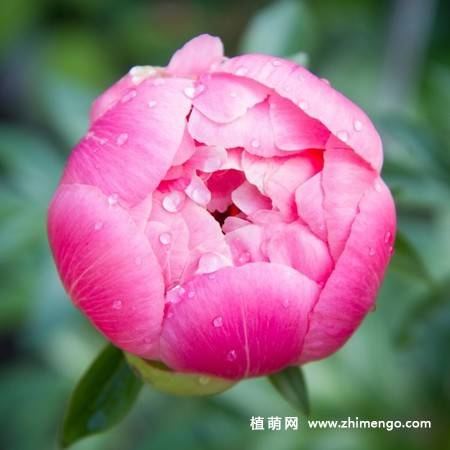 15张牡丹花图片