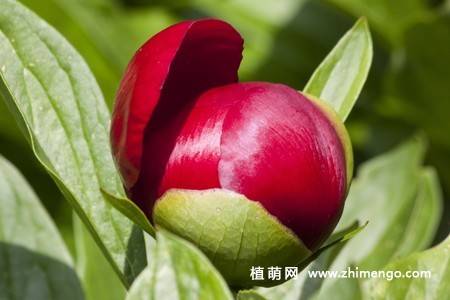 15张牡丹花图片