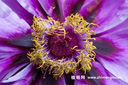 15张牡丹花图片