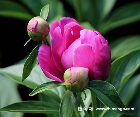 15张牡丹花图片