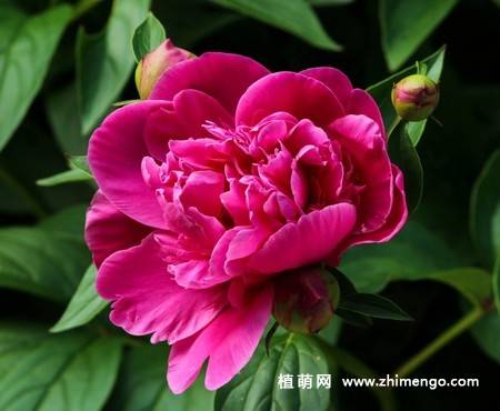 15张牡丹花图片