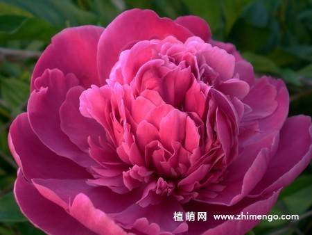 15张牡丹花图片