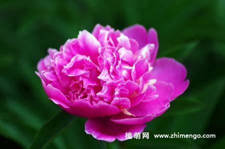 15张牡丹花图片