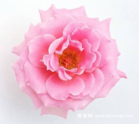 15张牡丹花图片